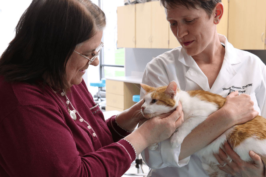 Vet and cat
